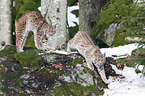 Carpathian Lynxes