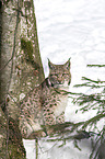 Carpathian Lynx