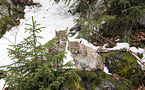 Carpathian Lynxes