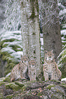 Carpathian Lynxes