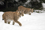 Carpathian Lynxes