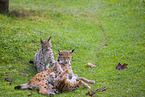 Eurasian Lynxes