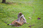 Eurasian Lynxes