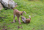 Eurasian Lynxes