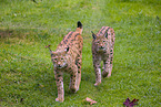 Eurasian Lynxes