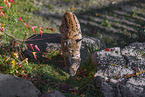 Eurasian Lynx