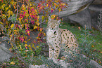 Eurasian Lynx