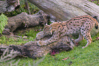 Eurasian Lynx