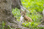 european lynx
