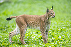 european lynx