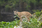 european lynx