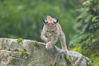 european lynx
