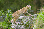 european lynx