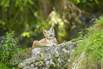 european lynx