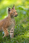 european lynx