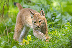 european lynx