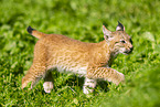 european lynx