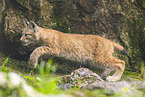 european lynx
