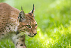 european lynx