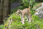 european lynx