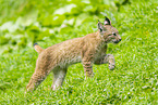 european lynx