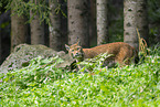 european lynx
