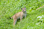 european lynx