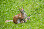 european lynx