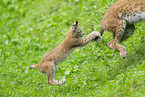 european lynx