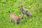 european lynx