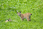 european lynx