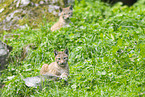 european lynx