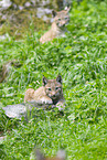 european lynx