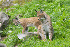 european lynx