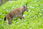 european lynx