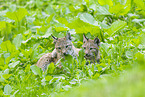 european lynx