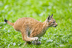 european lynx