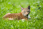 european lynx