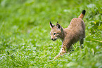european lynx
