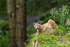 european lynx