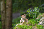 european lynx