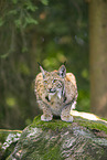Lynx