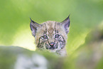 Lynx