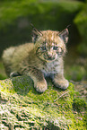 Lynx