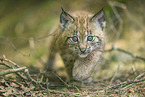 Lynx