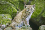 Lynx