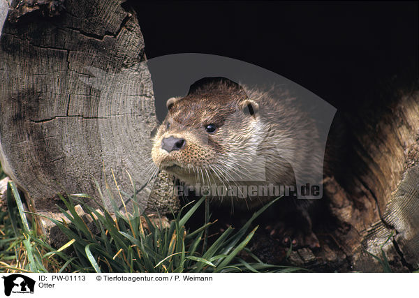 Fischotter / Otter / PW-01113