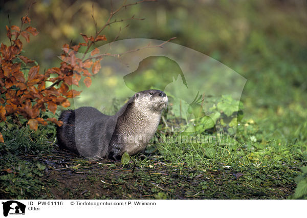 Fischotter / Otter / PW-01116
