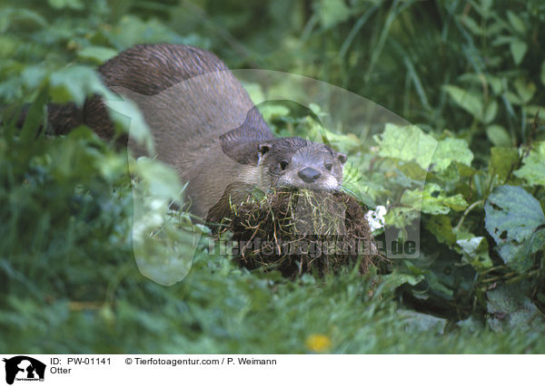 Otter / PW-01141