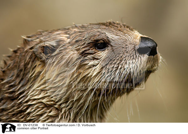 Fischotter Portrait / common otter Portrait / DV-01238